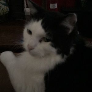 Meet your Posher, William